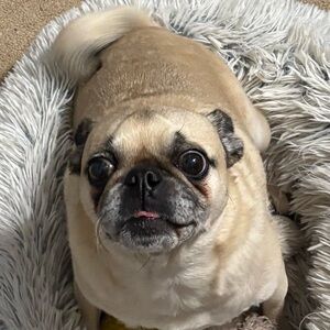 Meet your Posher, lav